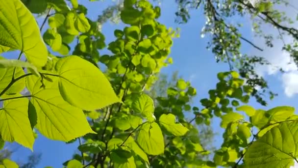 Açık yeşil taze ıhlamur yaprakları mavi gökyüzüne karşı bir ağaç dalında — Stok video