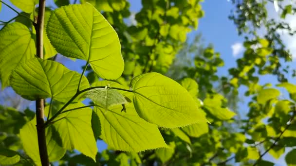 Bright green fresh young linden leaves on a tree branch against a blue sky — Stock Video