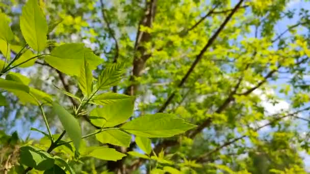 Feuilles fraîches vert vif sur une branche d'arbre contre une balancement du ciel bleu — Video