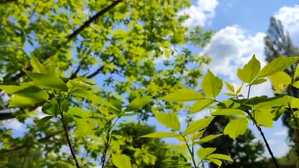 Folhas jovens frescas verdes brilhantes em um galho de árvore contra uma oscilação de céu azul — Vídeo de Stock