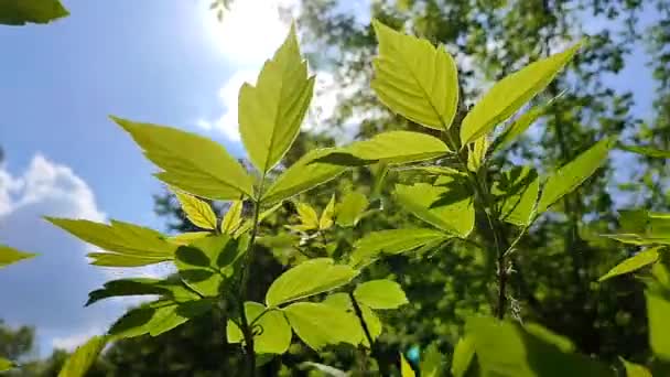 Ярко-зеленые свежие молодые листья на ветке дерева против голубого неба качели — стоковое видео