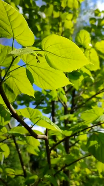 在蓝天的映衬下，嫩绿鲜嫩的林登树叶在树枝上 — 图库视频影像
