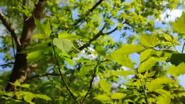 Hojas jóvenes frescas verdes brillantes en una rama de árbol contra un cielo azul — Vídeos de Stock