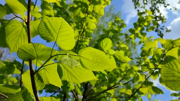 Folhas de tília jovens verdes brilhantes em um galho de árvore contra um céu azul — Vídeo de Stock