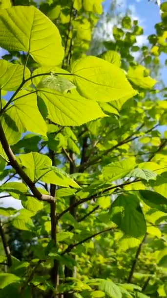 明绿鲜嫩的林登树叶在树枝上迎着蓝天摇曳 春天里阳光明媚 美丽的自然背景生态环境保护有机 垂直录像 — 图库视频影像