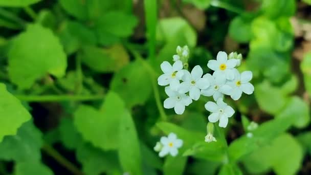 白を忘れない 私は野生の花を閉じる春の晴れた日にぼやけた緑の草の背景にアップ 白花弁のマクロを持つ森の花 自然な背景 環境保護 生態学 — ストック動画