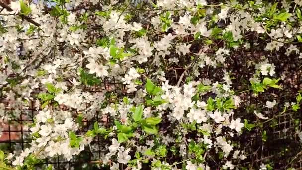 Flores Brancas Florescendo Cereja Botões Ramo Com Folhas Verdes Close — Vídeo de Stock