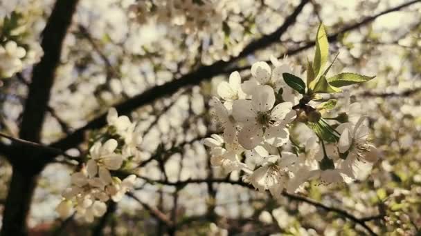 白色的盛开的樱花 枝条上的芽 绿叶的特写 春天里阳光明媚 百花齐放 美丽的自然背景旧式风格 — 图库视频影像