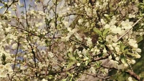 白花盛开的樱花 枝条上的芽 绿叶紧密相连 在阳光明媚的春天 许多白花盛开 美丽的自然背景来自樱花树 旧式风格 — 图库视频影像