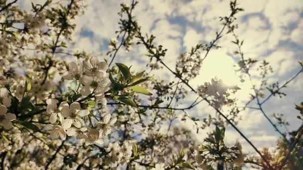 Bunga Ceri Mekar Putih Dan Tunas Pada Cabang Dengan Daun — Stok Video
