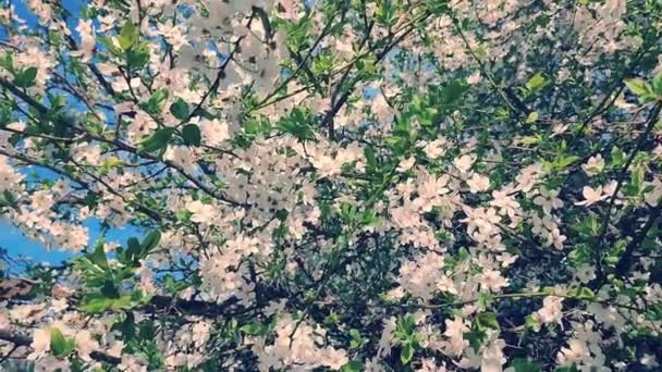 枝に白花を咲かせ 緑の葉が近い枝に芽を出します 桜の木から美しい自然の背景 ヴィンテージ古いスタイル — ストック動画
