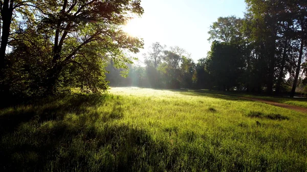 Solen Skiner Skogen Genom Träd Och Trädgrenar Glänta Med Ljust — Stockfoto