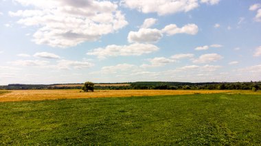 Güneşli bir yaz gününde, yeşil bitkilerin tarımsal alanı üzerinde uçan insansız hava aracı. Bitkiler güçlü rüzgarda sallanır. Yeşil çimenli çayır, yakın plan. Doğal arka plan. Kırsal arazi