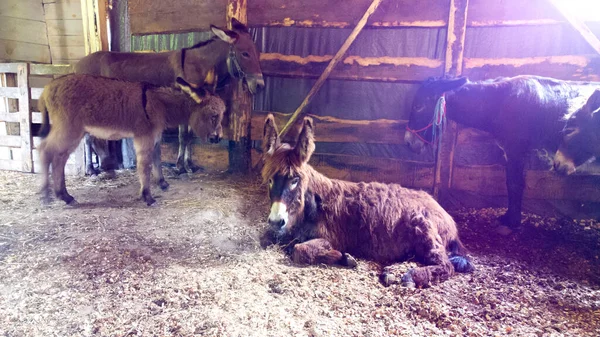 Herd Donkeys Standing Lying Paddock Donkeys Donkey Farm Muzzles Donkey — Foto de Stock