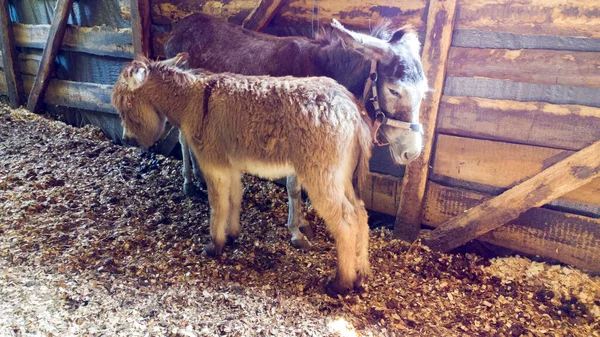 Volwassen Ezelmoeder Met Jong Veulen Staan Schuur Landelijke Huisdieren Veehouderij — Stockfoto