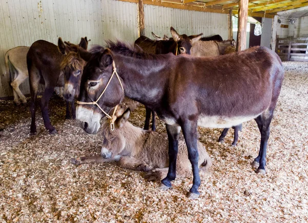 Madre Burro Adulto Con Potro Potro Joven Muchos Otros Burros — Foto de Stock