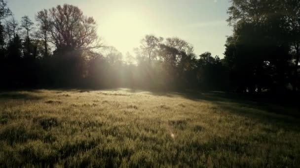 初春阳光明媚的早晨 在森林里 掠过绿草的雪地 阳光透过生长在空地周围的树枝照射着 美丽的野生背景 — 图库视频影像