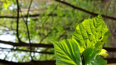 Taze, yeşil bir yaprak, bir bahar günü ormanın bir dalındaki güneş ışınlarında parlar. Vahşi yaşam, doğa, bitkiler. Güneşli bir sabah. Güzel doğal arkaplan şablonu.