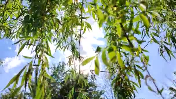 Taze yeşil yaprakları olan söğüt dalları açık mavi gökyüzünde rüzgarda sallanıyor. — Stok video