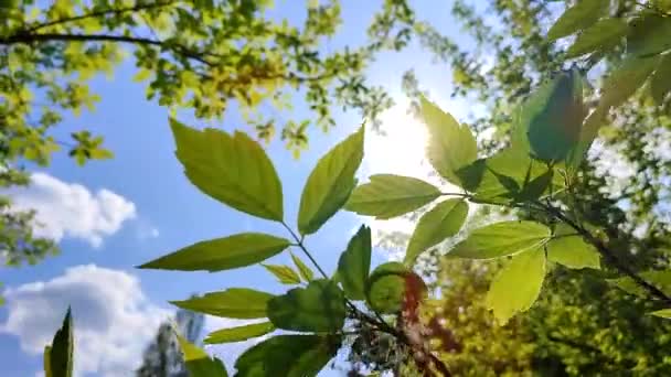 春の晴れた日には雲と輝く太陽を背景に木の枝に緑の若い新鮮な葉 美しい自然の背景 生態系環境保護有機物 — ストック動画