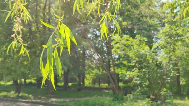 明绿鲜嫩的柳树枝叶在风中摇曳 春天里阳光明媚 美丽的自然背景生态 环境保护 有机农业 — 图库视频影像