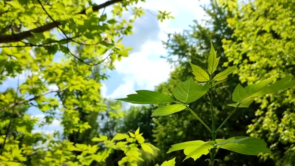 蓝天摇曳着树枝上鲜亮的绿叶 — 图库视频影像