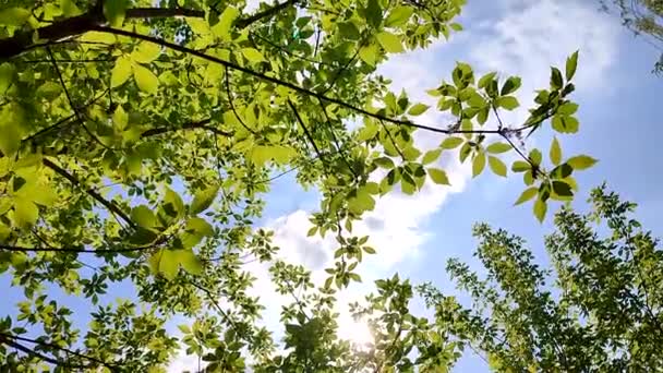 Hermoso Fondo Natural Hojas Jóvenes Frescas Ramas Árboles Contra Cielo — Vídeos de Stock