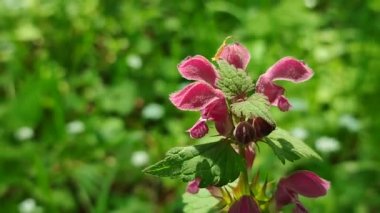 Yeşil yapraklı kırmızı-pembe yabani çiçek, baharda güneşli bir günde arka planda bulanık yeşil çimenler. Pembe taçyapraklı orman çiçeği. Doğal arka plan. Çevre koruma, ekoloji