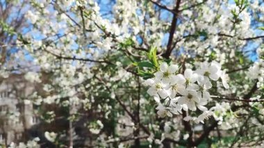 Yeşil yapraklı beyaz kiraz çiçekleri ve tomurcukları. Güneşli bahar gününde bir sürü beyaz çiçek. Kiraz ağacından çok güzel doğal bir arka plan. Eski usul