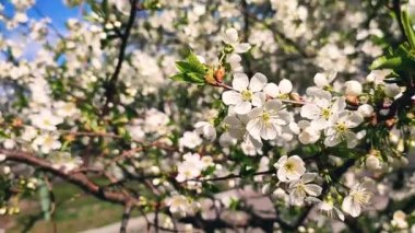 Yeşil yapraklı beyaz kiraz çiçekleri ve tomurcukları. Güneşli bahar gününde bir sürü beyaz çiçek. Kiraz ağacından çok güzel doğal bir arka plan. Eski usul