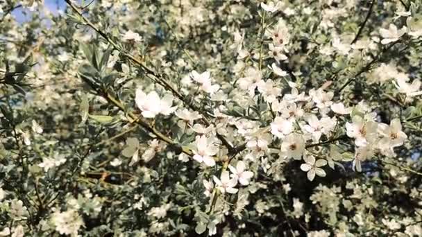 Yeşil Yapraklı Beyaz Kiraz Çiçekleri Tomurcukları Güneşli Bahar Gününde Bir — Stok video
