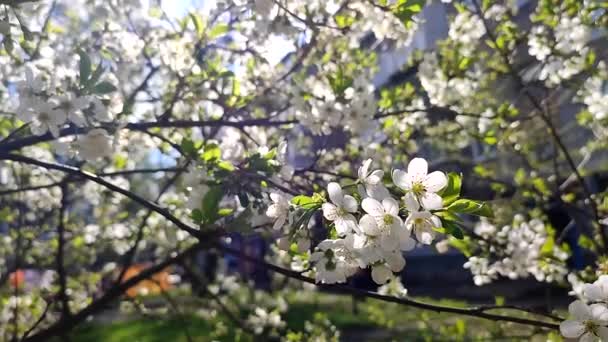 白花盛开的樱花 枝条上的芽 绿叶紧密相连 在阳光明媚的春天 许多白花盛开 樱花树上美丽的自然背景 — 图库视频影像