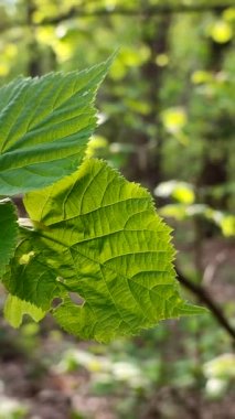 Taze yeşil yaprak güneş ışınlarında parıldıyor. İlkbahar günü ormanın dalındaki ağaçta. Yakın plan. Vahşi yaşam, doğa, bitkiler. Güneşli bir sabah. Güzel doğal arka plan şablonu. Dikey video