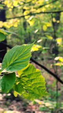 Taze yeşil yaprak güneş ışınlarında parıldıyor. İlkbahar günü ormanın dalındaki ağaçta. Yakın plan. Vahşi yaşam, doğa, bitkiler. Güneşli bir sabah. Güzel doğal arka plan şablonu. Dikey video