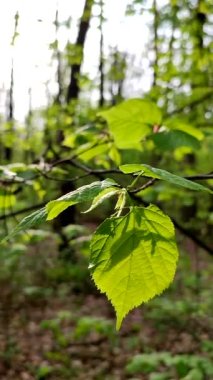 Taze yeşil yaprak güneş ışınlarında parıldıyor. İlkbahar günü ormanın dalındaki ağaçta. Yakın plan. Vahşi yaşam, doğa, bitkiler. Güneşli bir sabah. Güzel doğal arka plan şablonu. Dikey video