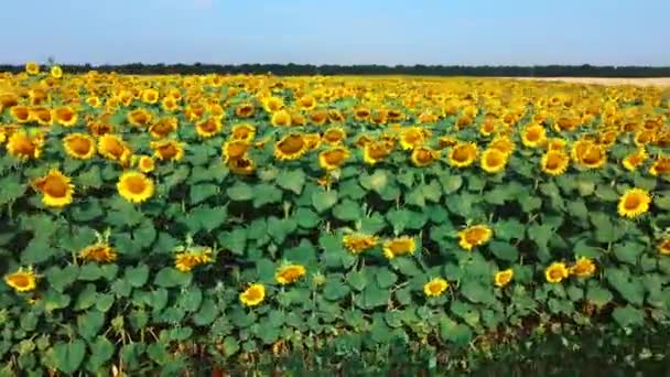 Drohnenflug Über Sonnenblumenfeld Einem Sonnigen Sommertag Landschaft Und Panoramablick Mit — Stockvideo