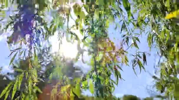 Willow Branches Fresh Green Leaves Swaying Wind Clear Blue Sky — Stock Video