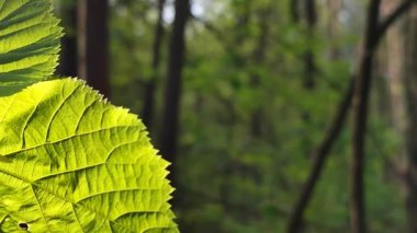 Karanlık gövde ve yaprakların arka planında güneşli bir bahar gününde güneşli bir yaprağın güzel yarısı. Yeşil yaprak daldaki güneş ışınlarında parlıyor. Doğa bitkileri.