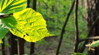 Karanlık gövde ve yaprakların arka planında güneşli bir bahar gününde yaprak ve güzel taze bir yaprak. Yeşil yaprak daldaki güneş ışınlarında parlıyor. Doğa bitkileri.