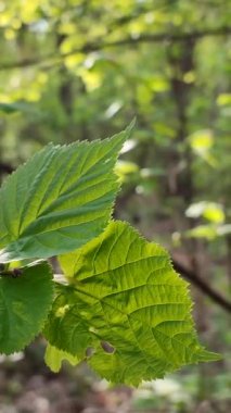 Taze yeşil yaprak güneş ışınlarında parıldıyor. İlkbahar günü ormanın dalındaki ağaçta. Yakın plan. Vahşi yaşam, doğa, bitkiler. Güneşli bir sabah. Güzel doğal arka plan şablonu. Dikey video