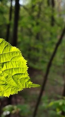 Karanlık gövde ve yaprakların arka planındaki güzel taze yaprak güneşli bahar günlerinde kapanıyor. Yeşil yaprak daldaki güneş ışınlarında parlıyor. Vahşi yaşam bitkileri. Dikey video