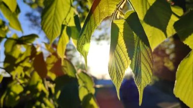 Güneş, güneşli bir bahar sabahı ağaçtaki taze yeşil yaprakların arasından parlıyor. Güneş ışınları, güneş ışınları. Yeşil bitkiler, parlayan güneş, kırmızı röfleler, yakın çekim güneş ışığı. Güzel doğal arkaplan.