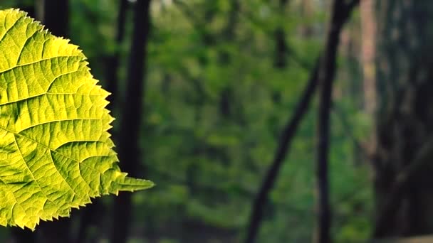 Belle Moitié Une Jeune Feuille Fraîche Sur Fond Troncs Sombres — Video