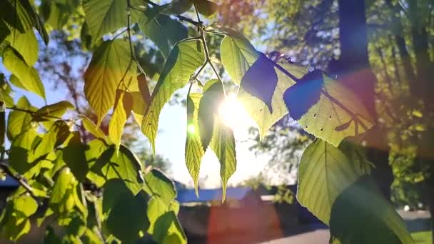 春天阳光明媚的早晨 阳光透过嫩绿的树叶照射在树上 太阳光 太阳光绿色的植物 闪亮的太阳 红色的亮点 阳光的近照 美丽的自然背景 — 图库视频影像