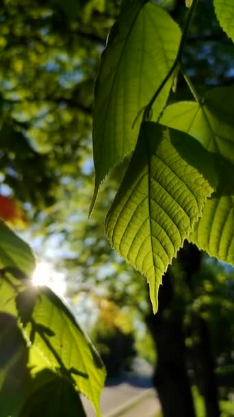Sol Brilha Através Folhas Verdes Brilhantes Jovens Frescas Primavera Árvore — Vídeo de Stock