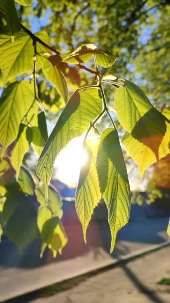 Sol Brilha Através Folhas Verdes Brilhantes Jovens Frescas Primavera Árvore — Vídeo de Stock