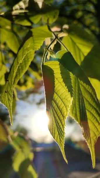 阳光透过鲜嫩嫩绿的树叶照射在春天的树上 阳光明媚的早晨特写 太阳光照射着阳光 植物闪耀的阳光 红色的亮点 阳光闪耀 美丽的自然背景垂直录像 — 图库视频影像