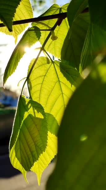 Sun Shines Fresh Young Bright Green Leaves Tree Spring Sunny — Stock Video