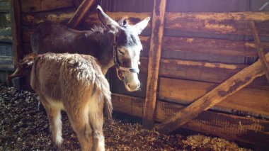 Adult donkey mother with young foal are standing in barn. Mom donkey feeds her foal colt. Donkey foal sucking milk from his mother. Domestic rural animals. Livestock, stock raising, animal breeding