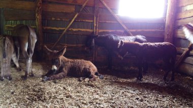 Eşeklerin sürüsü otlakta ayakta ve yatıyor. Eşek çiftliğindeki eşekler. Eşek ağızlıkları, yakın plan. Evcil kırsal hayvanlar. Çiftlik hayvanları, hayvan yetiştiriciliği, hayvan yetiştiriciliği, çiftçilik, hayvancılık.